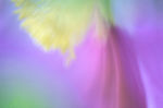 花瓣意境 花瓣背景 花瓣底纹