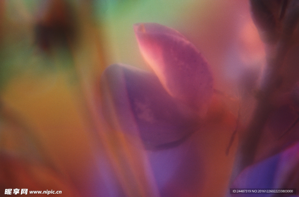 花瓣意境 花瓣背景 花瓣底纹