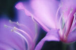 花瓣意境 花瓣背景 花瓣底纹