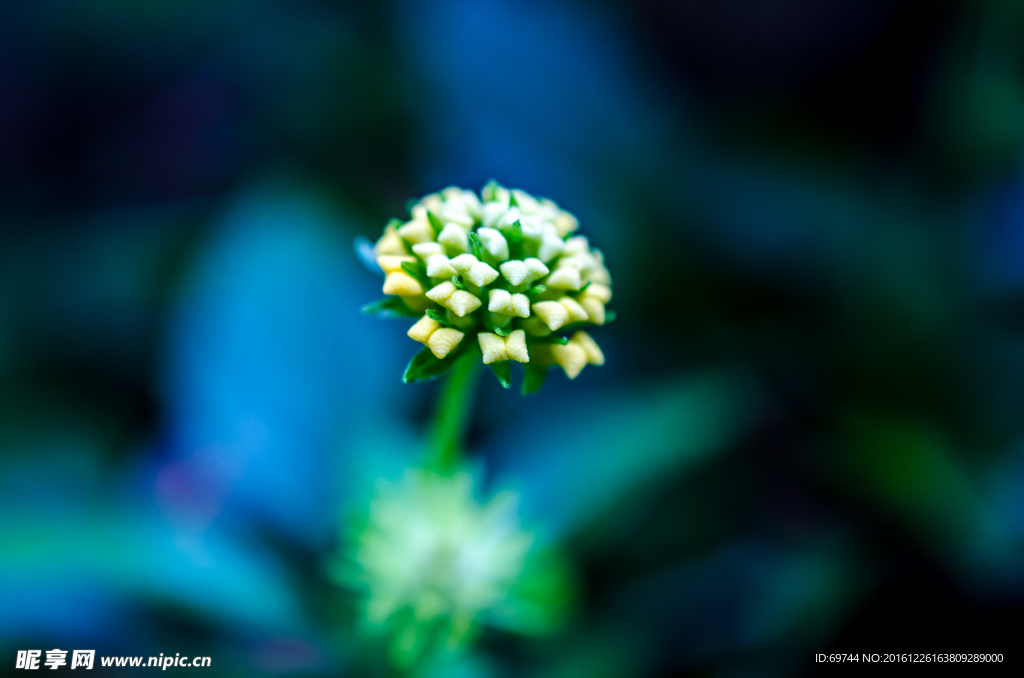 花特写