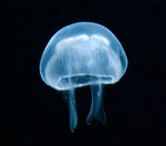 水母