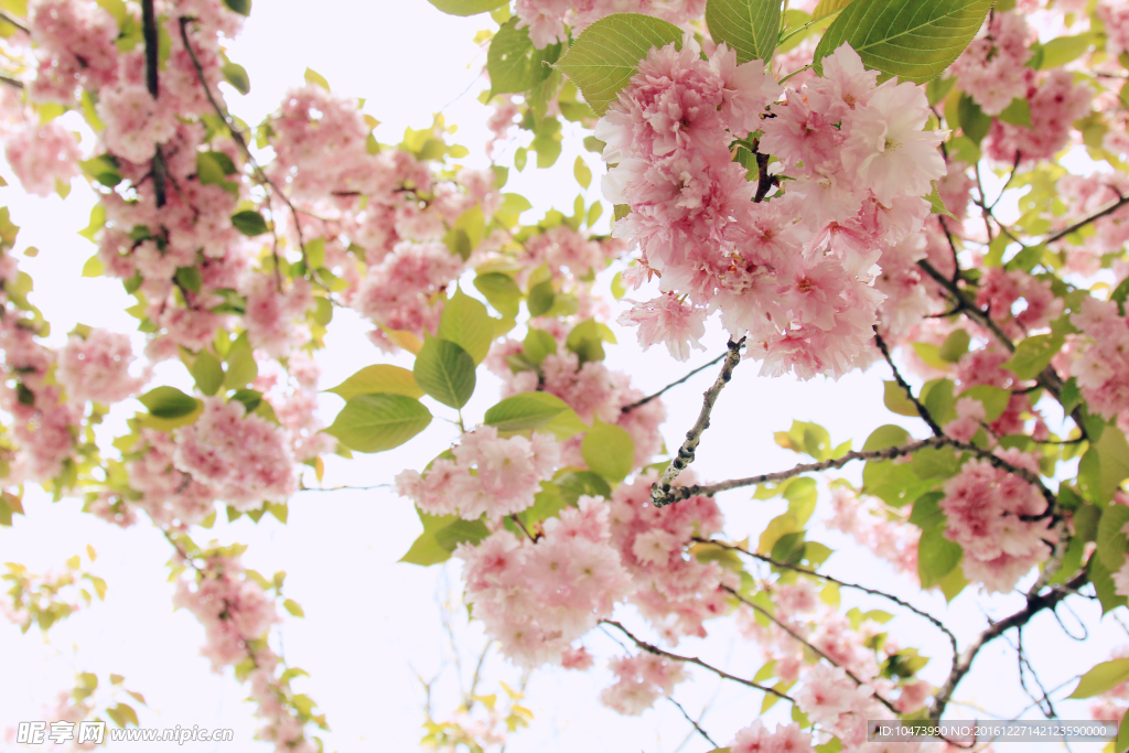 桃花
