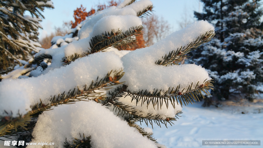 雪景 松树枝叶上的雪