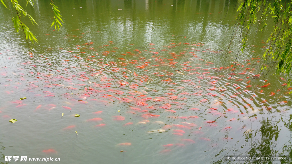 湖里的锦鲤鱼群