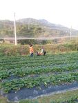 草莓地