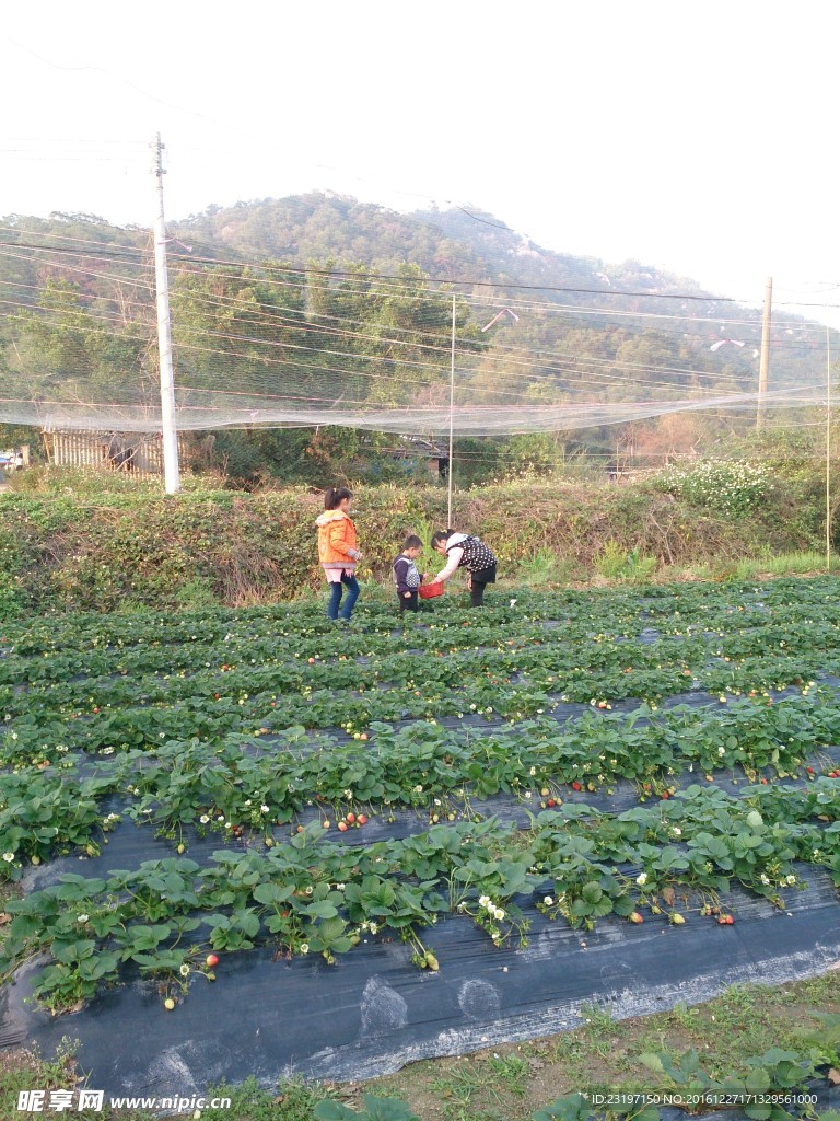草莓地