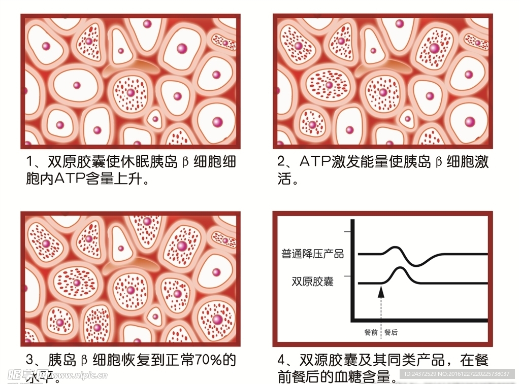 细胞