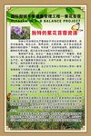 紫花苜蓿