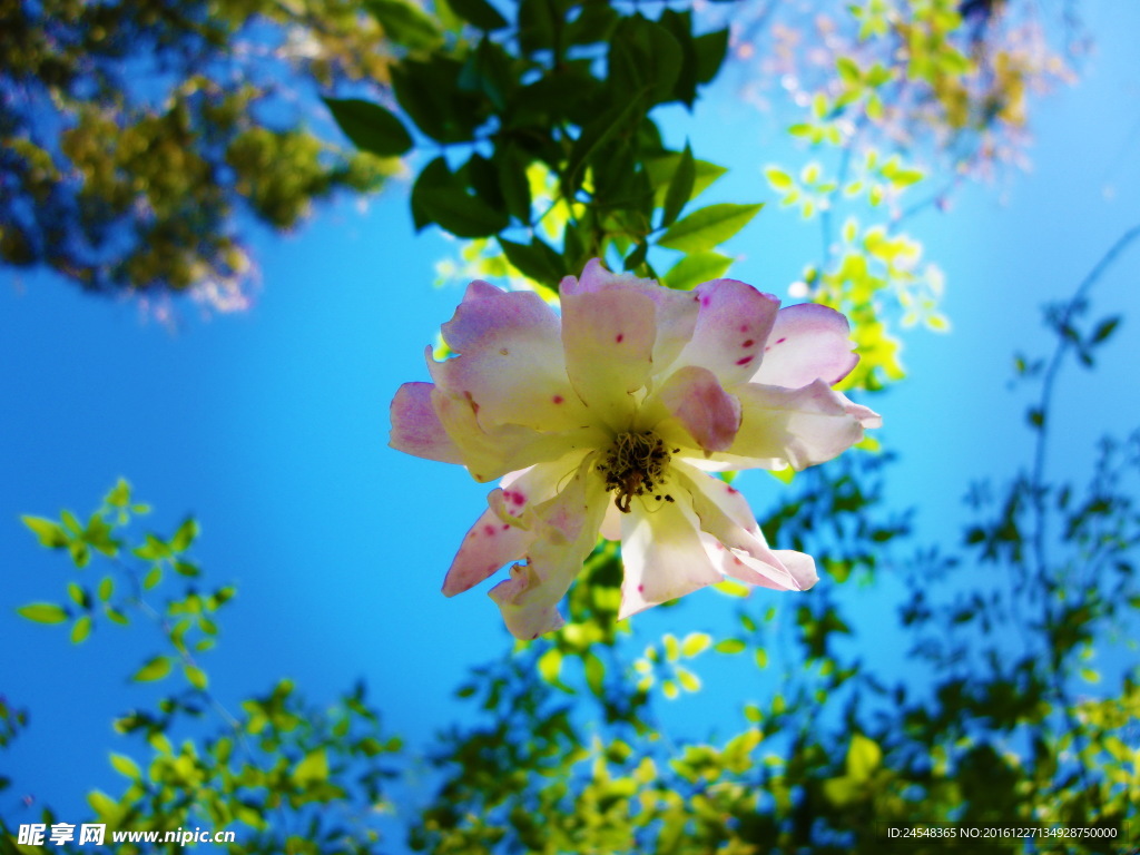 苹果花