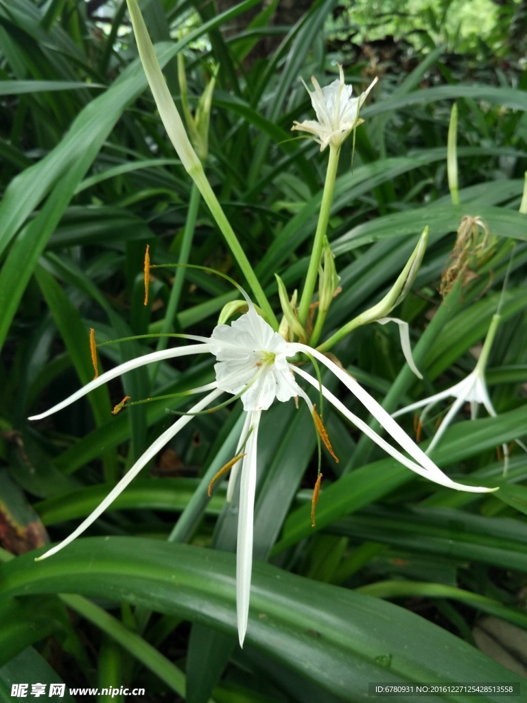 花