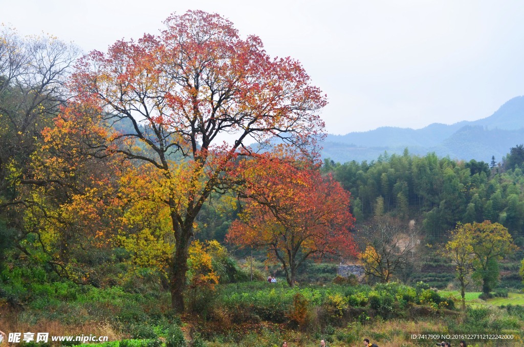 塔川秋色