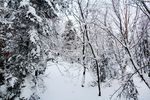 雪景