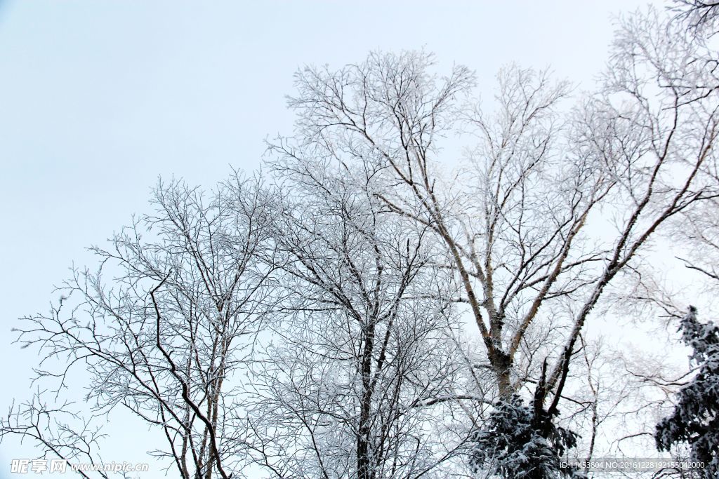 雪景