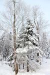 雪景