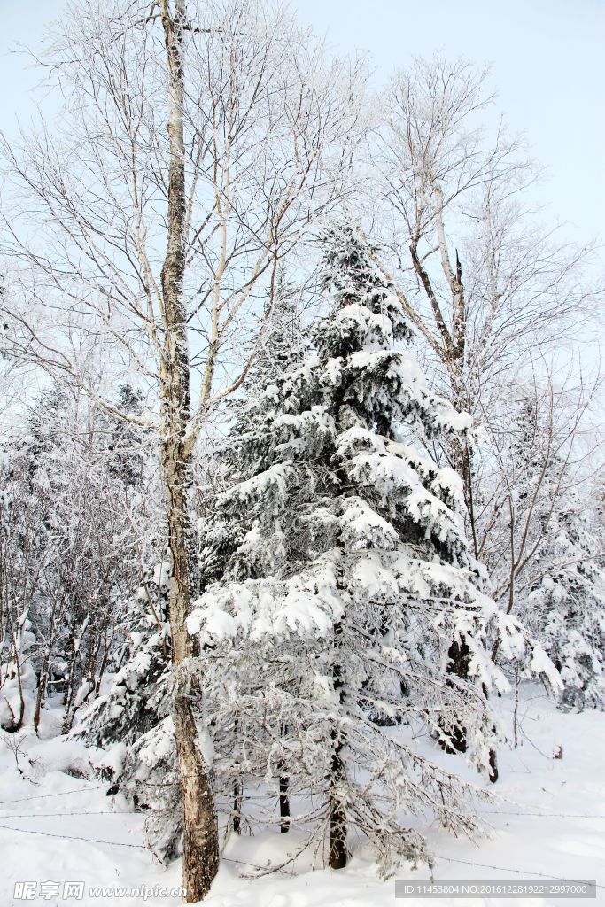 雪景