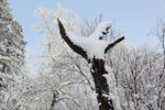 雪景