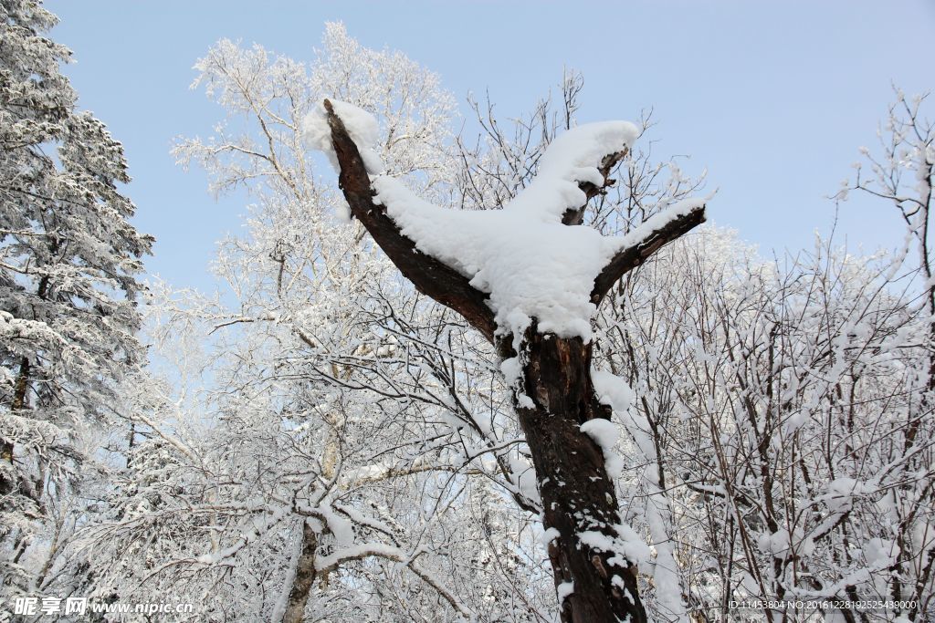 雪景