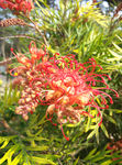 红色花