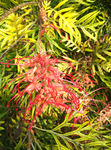 红色花