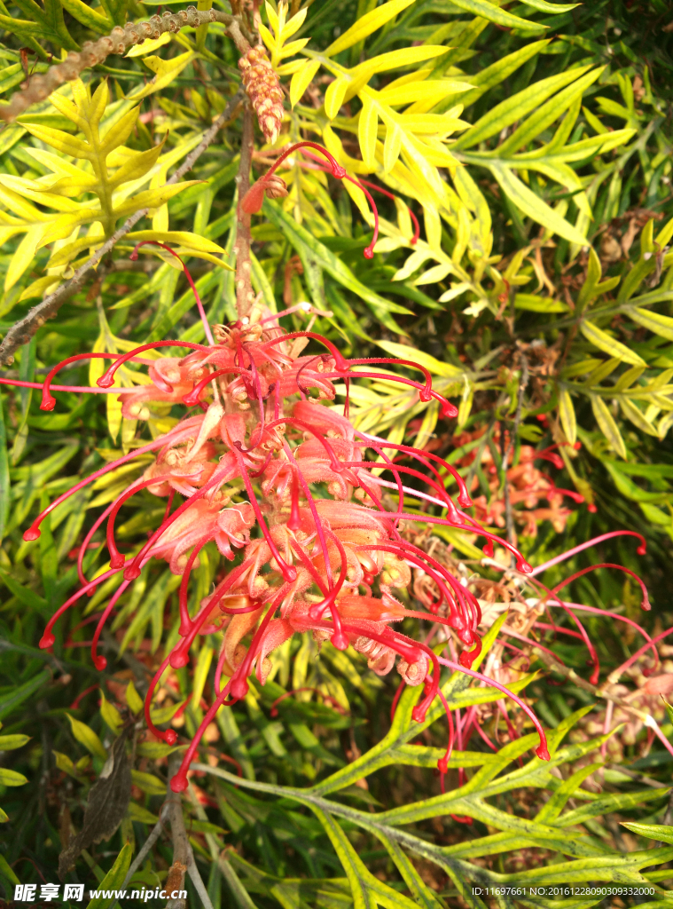 红色花