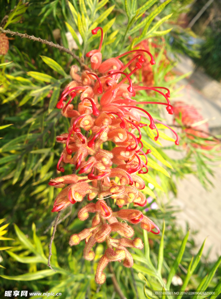 红色花