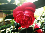 山茶花