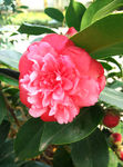 山茶花
