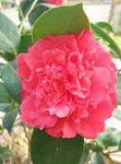 山茶花