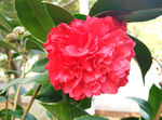 山茶花