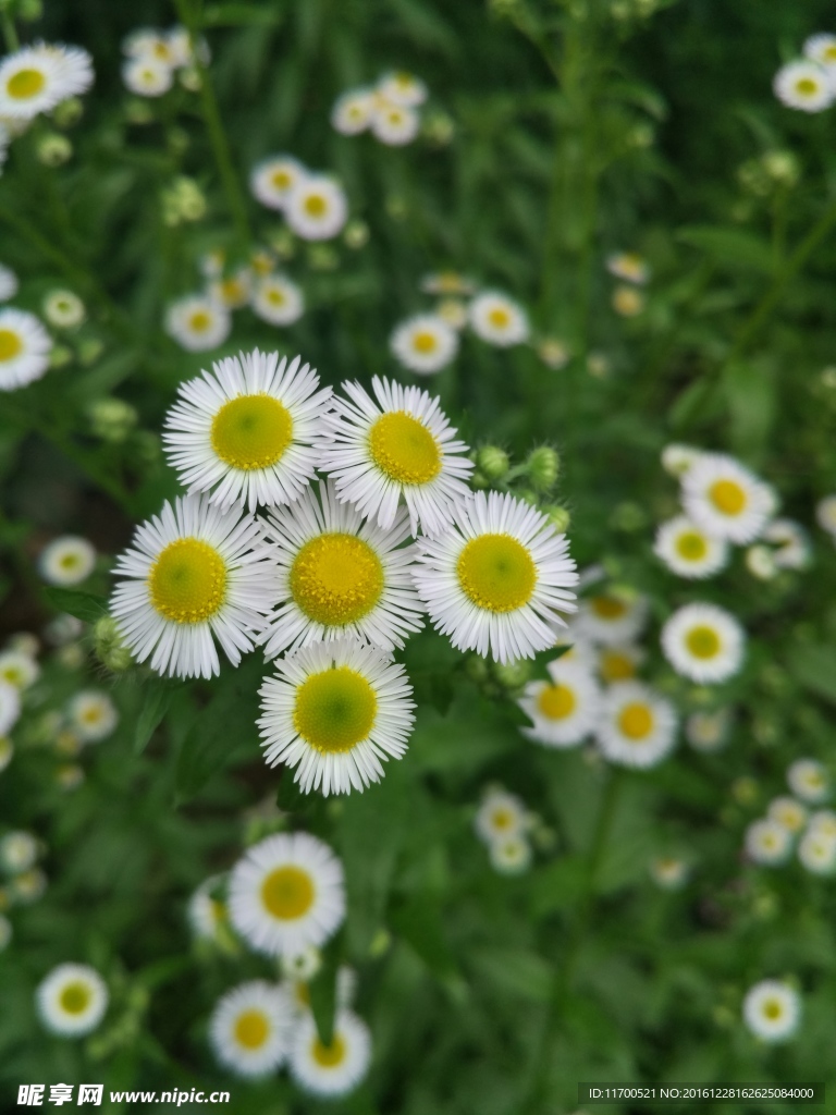 清新野花