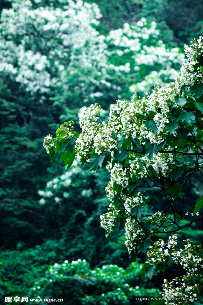 花草树木