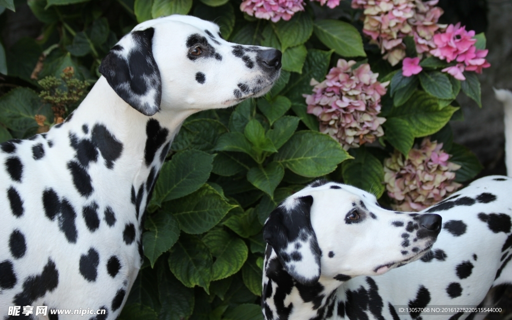 斑点犬