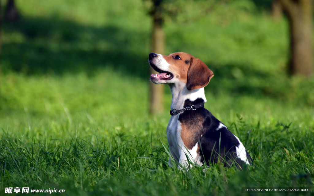 比格犬