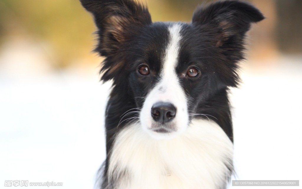 边境牧羊犬