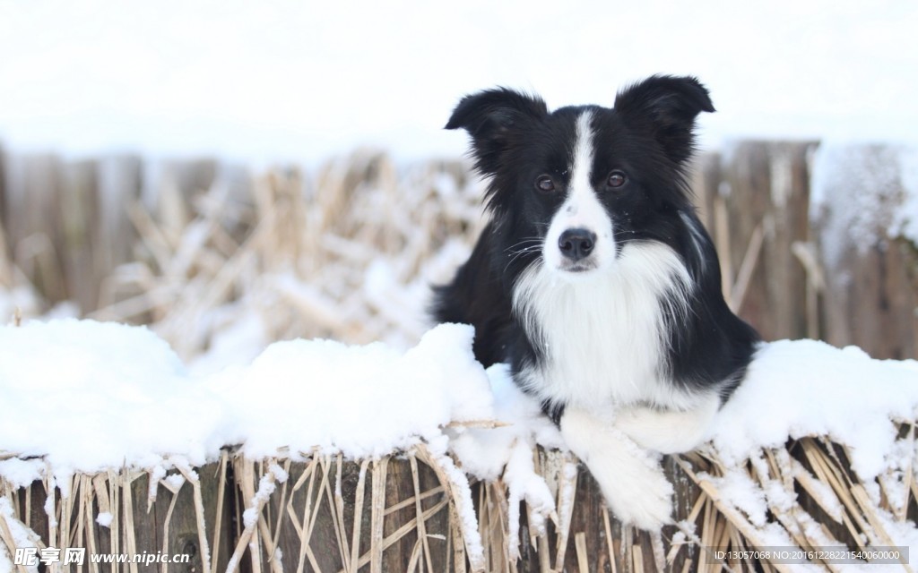 边境牧羊犬