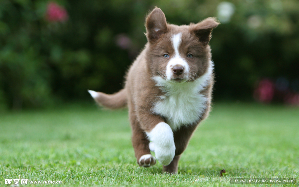边境牧羊犬