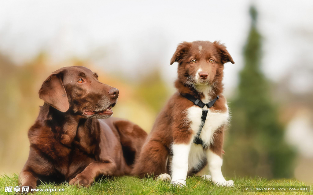 边境牧羊犬