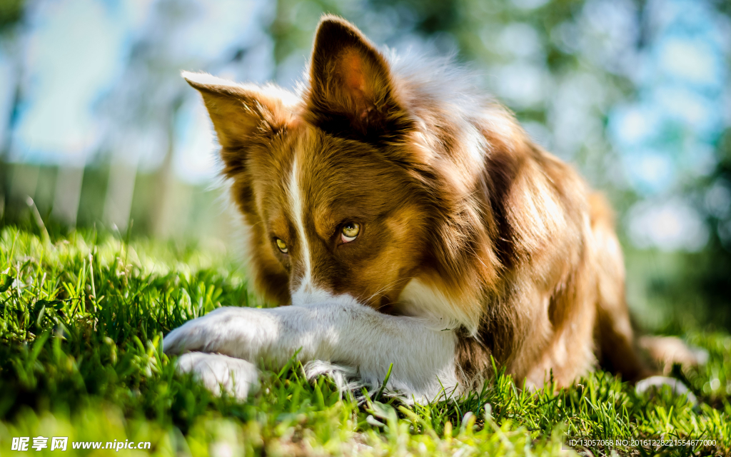 边境牧羊犬