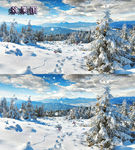 唯美冬天雪景雪松下雪飞鸟视频