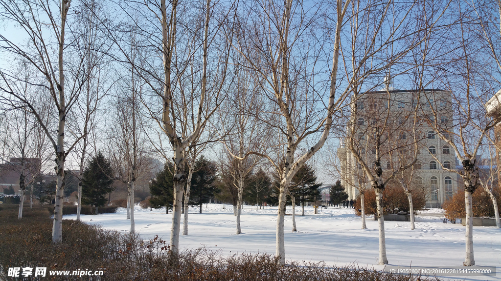 雪景 白桦林