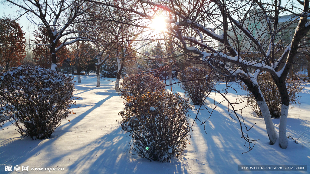 雪景 园林里的树