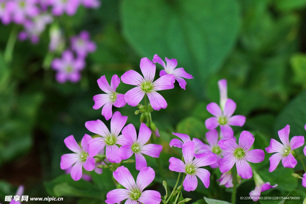鲜花