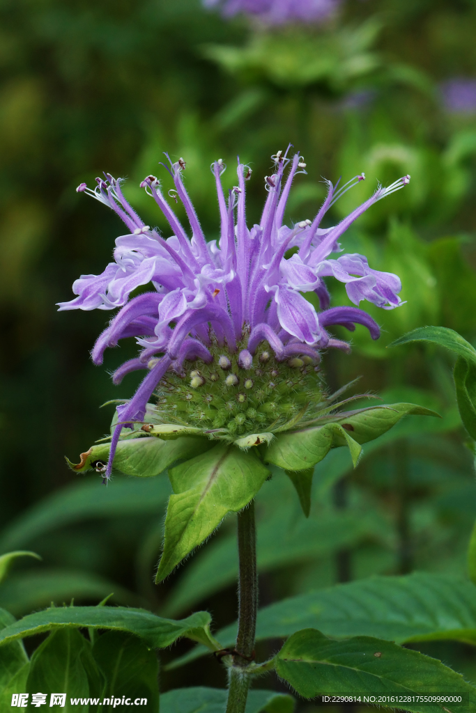 鲜花