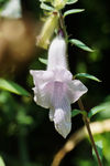 鲜花