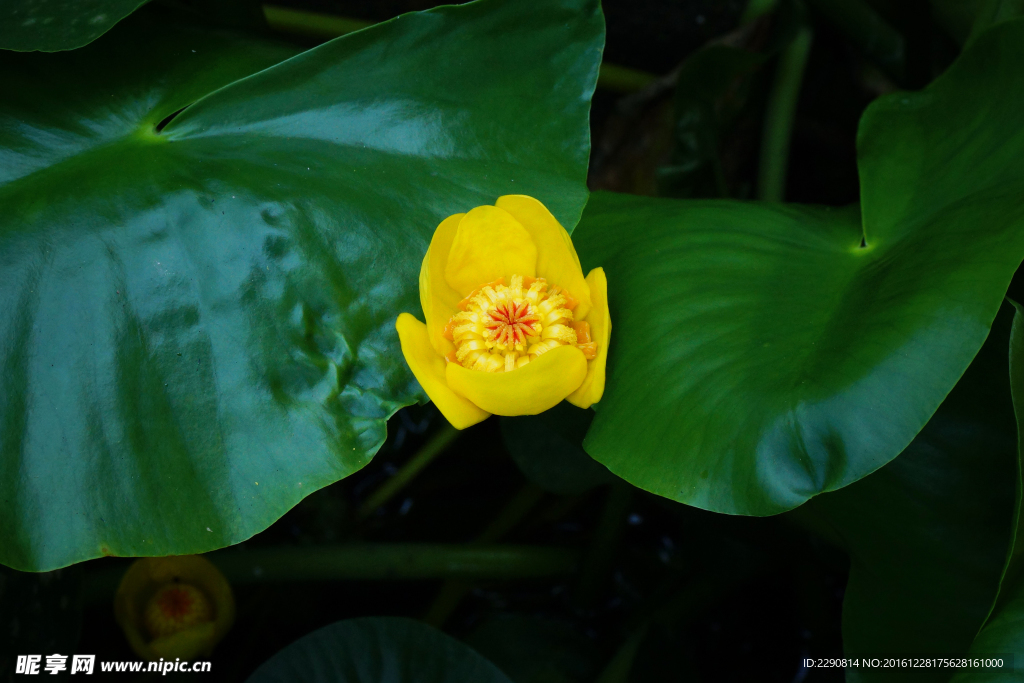 鲜花