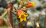 鲜花