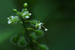 鲜花