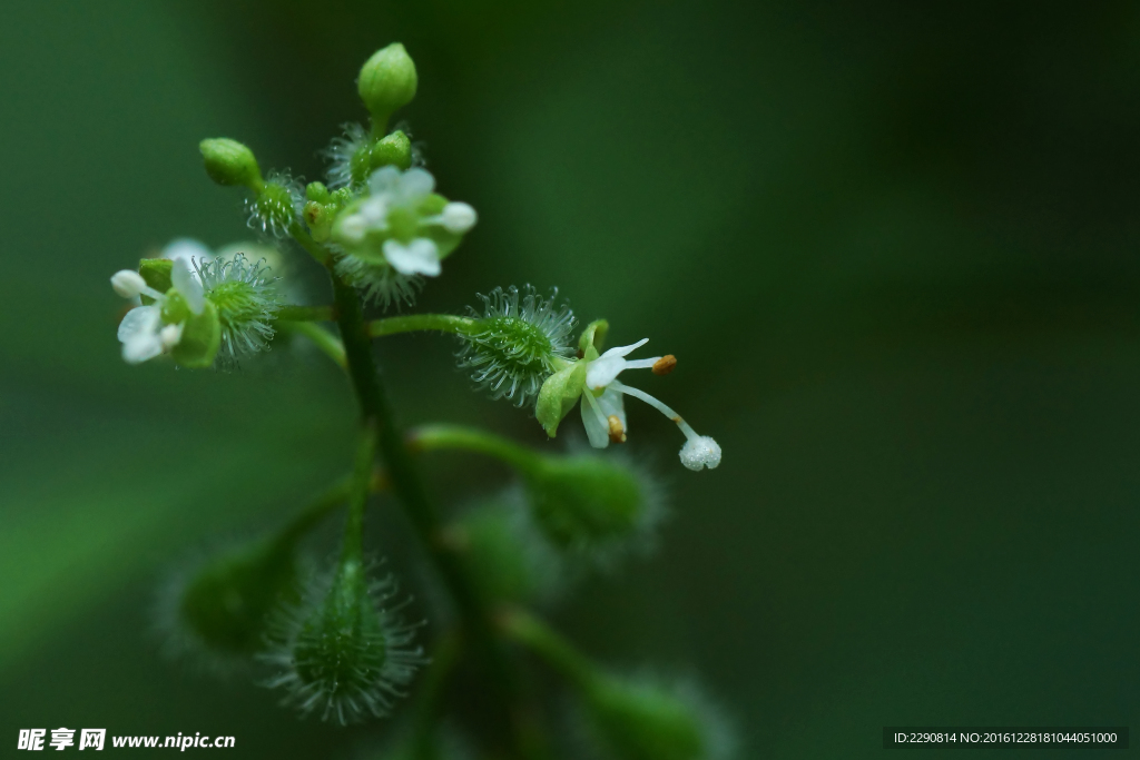 鲜花