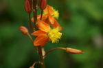 鲜花