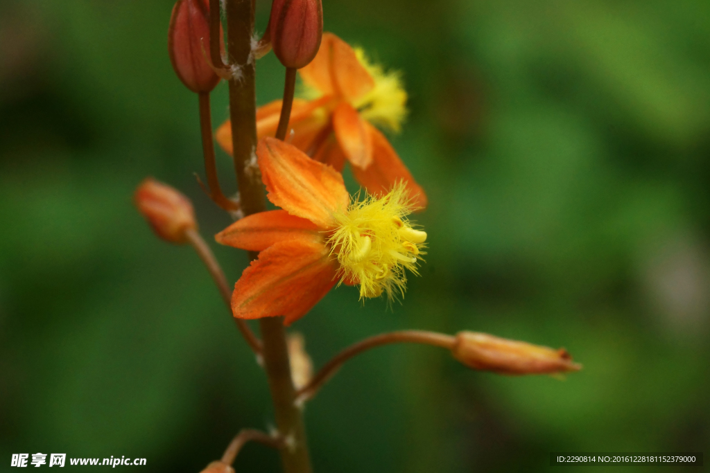 鲜花